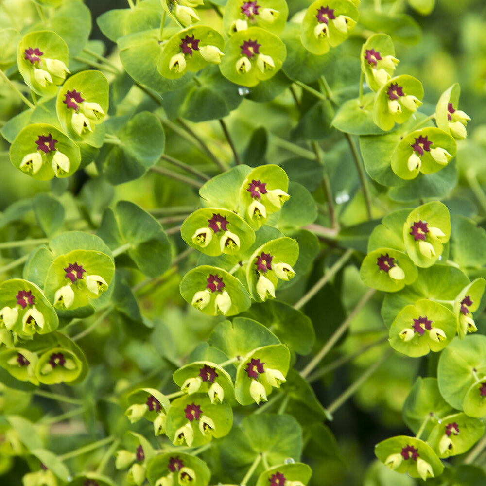 Wolfsmelk Martin - Euphorbia martinii - Bakker