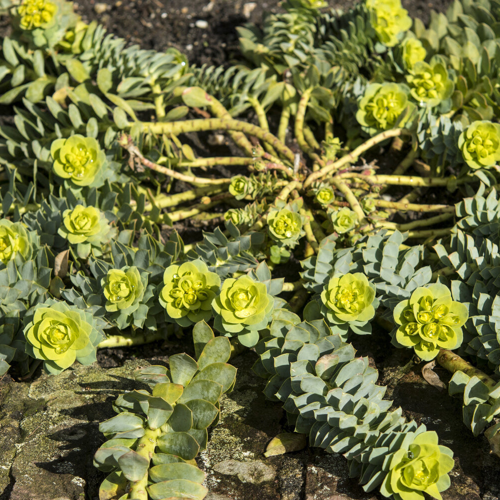Wolfsmelks Corse - Euphorbia myrsinites - Bakker