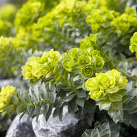 Wolfsmelks Corse - Euphorbia myrsinites - Bakker