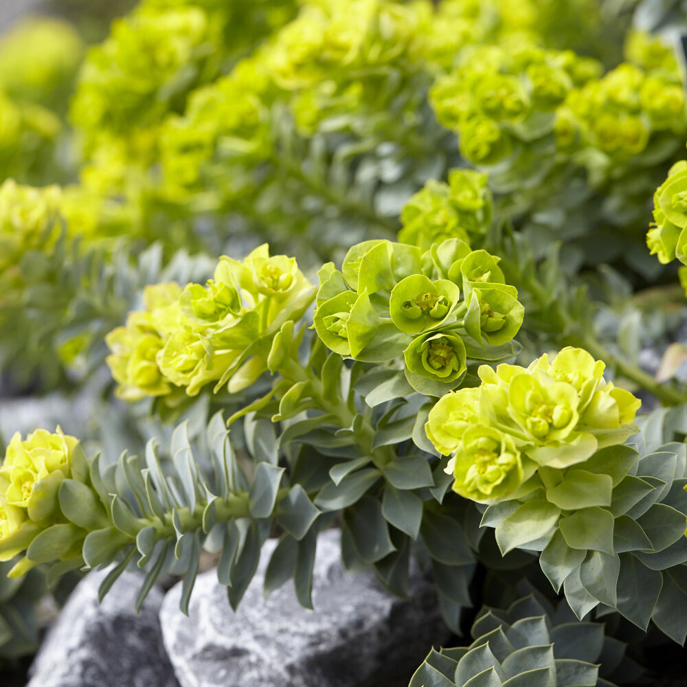 Euphorbia myrsinites - Wolfsmelks Corse - Wolfsmelk