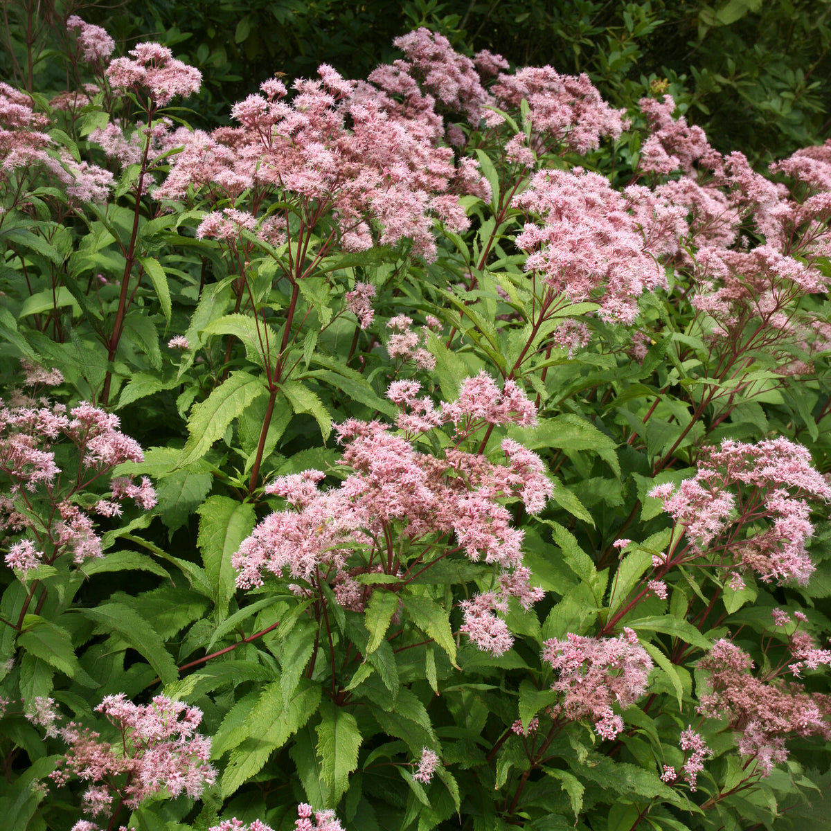 Purper leverkruid - Bakker