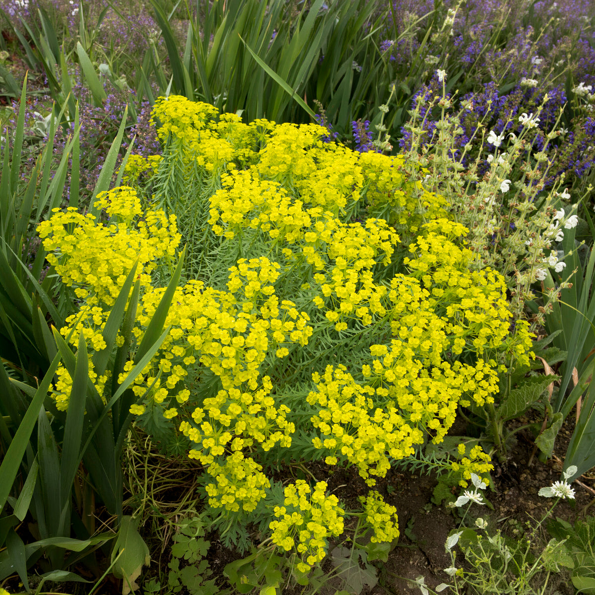Verkoop Wolfsmelk Sibérie - Euphorbia seguieriana subsp. niciciana