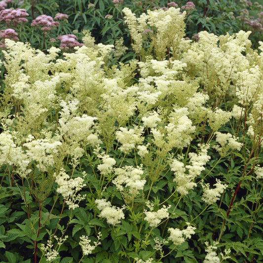 Knolspirea Plena - Bakker