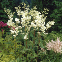 Knolspirea Plena - Filipendula ulmaria Plena - Bakker