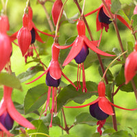 Fuchsia - Bellenplant Mrs Popple - Fuchsia Mrs Popple