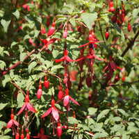 Bellenplant 'Riccartonii' - Fuchsia magellanica Riccartonii - Bakker