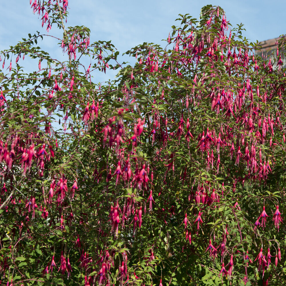Fuchsia magellanica Riccartonii - Bellenplant 'Riccartonii' - Fuchsia