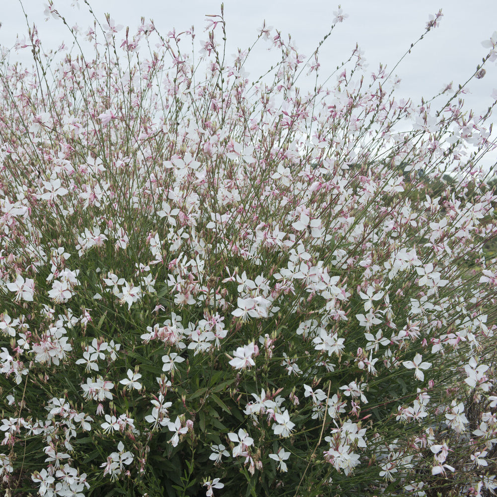 Prachtkaars Short Form - Gaura lindheimeri Short Form - Bakker