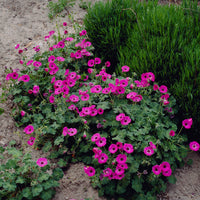 Geranium Ann Folkard - Ooievaarsbek Ann Folkard - Bloeiende vaste planten