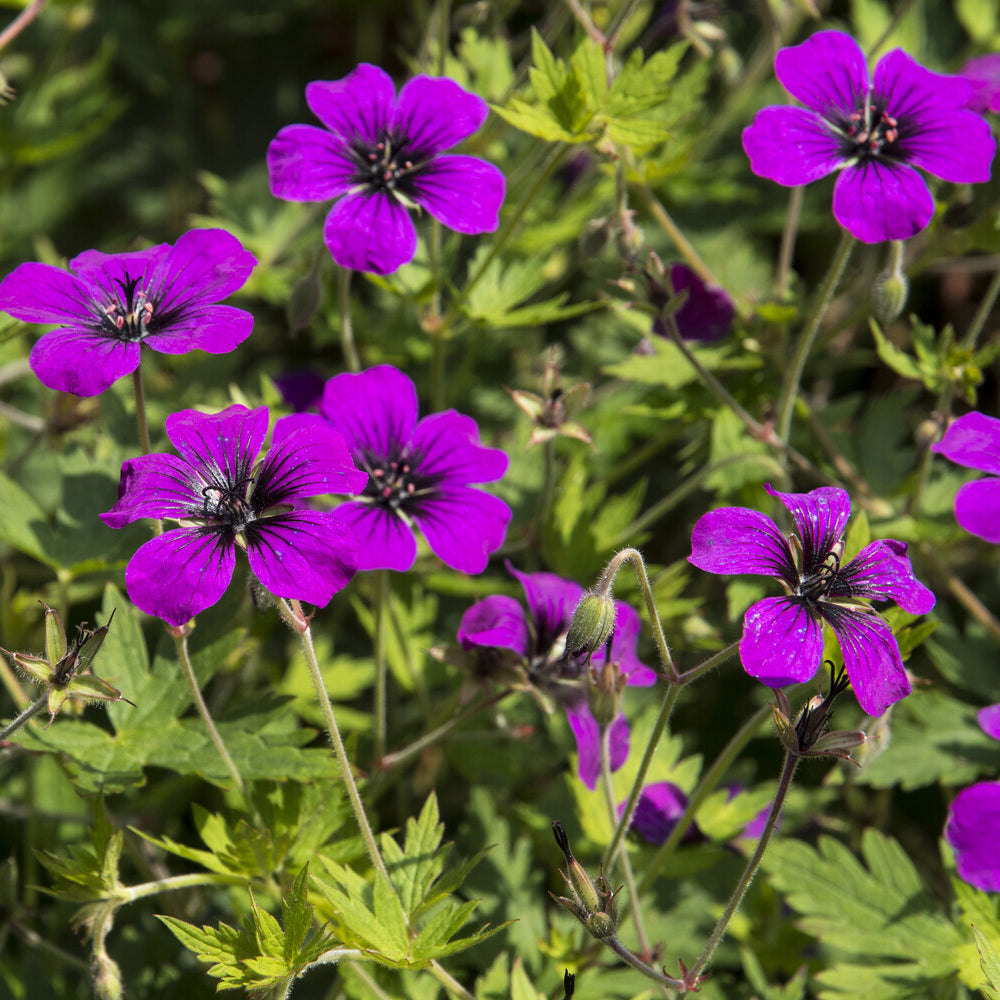 Geraniums - Ooievaarsbek Anne Thomson - Geranium Anne Thomson