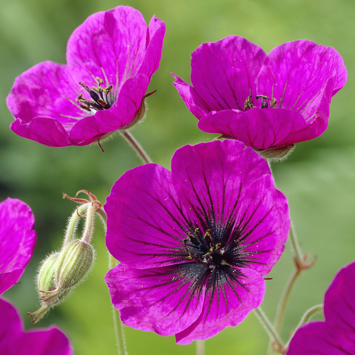 Ooievaarsbek Anne Thomson - Geranium Anne Thomson - Bakker