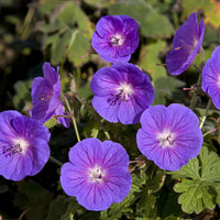 Ooievaarsbek Himalaya Gravetye - Geranium himalayense Gravetye - Bakker