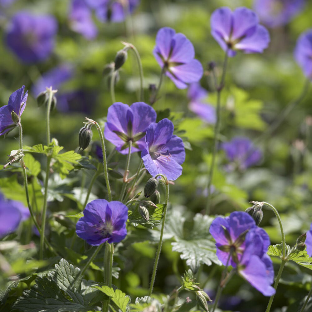 Geraniums - Ooievaarsbek Himalaya Gravetye - Geranium himalayense Gravetye