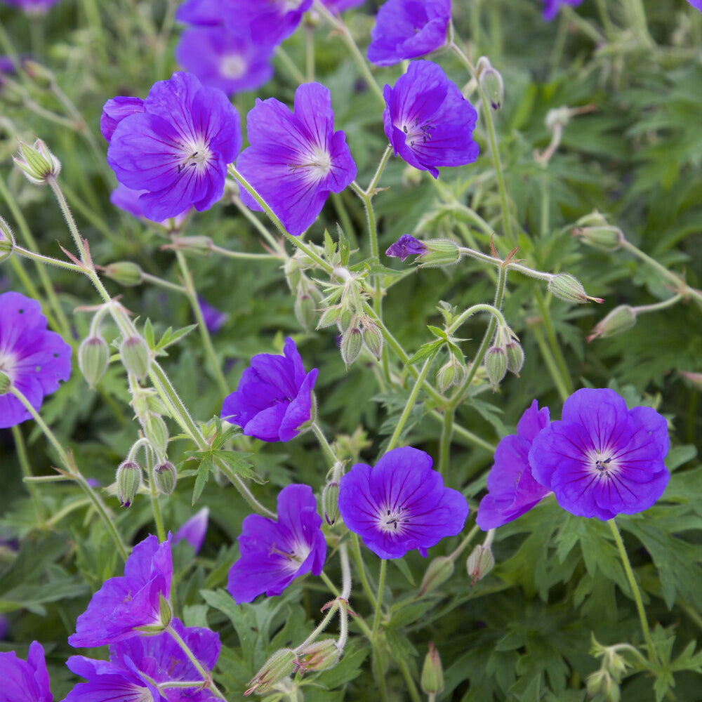 Geranium orion - Ooievaarsbek Orion - Geraniums