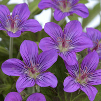 Ooievaarsbek Tiny Monster - Geranium Tiny Monster - Bakker