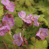 Ooievaarsbek Balkans Ingwersens Variety - Geranium macrorrhizum Ingwersen's Variety - Bakker