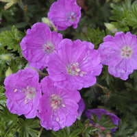 Geranium sanguineum Max Frei - Bloedooievaarsbek 'Max Frei' - Geraniums