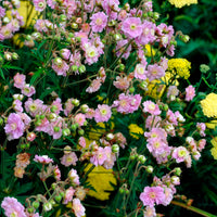 Beemdooievaarsbek Summer Skies - Geranium pratense Summer Skies - Bakker