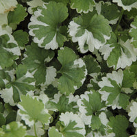 Glechoma hederacea Variegata - Hondsdraf (x3) - Vaste planten