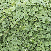 Vaste planten - Hondsdraf (x3) - Glechoma hederacea Variegata