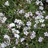 Gipskruid Alba (x3) - Bakker