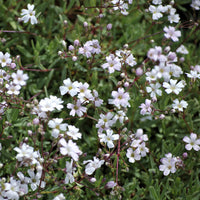 Gipskruid Alba (x3) - Bakker