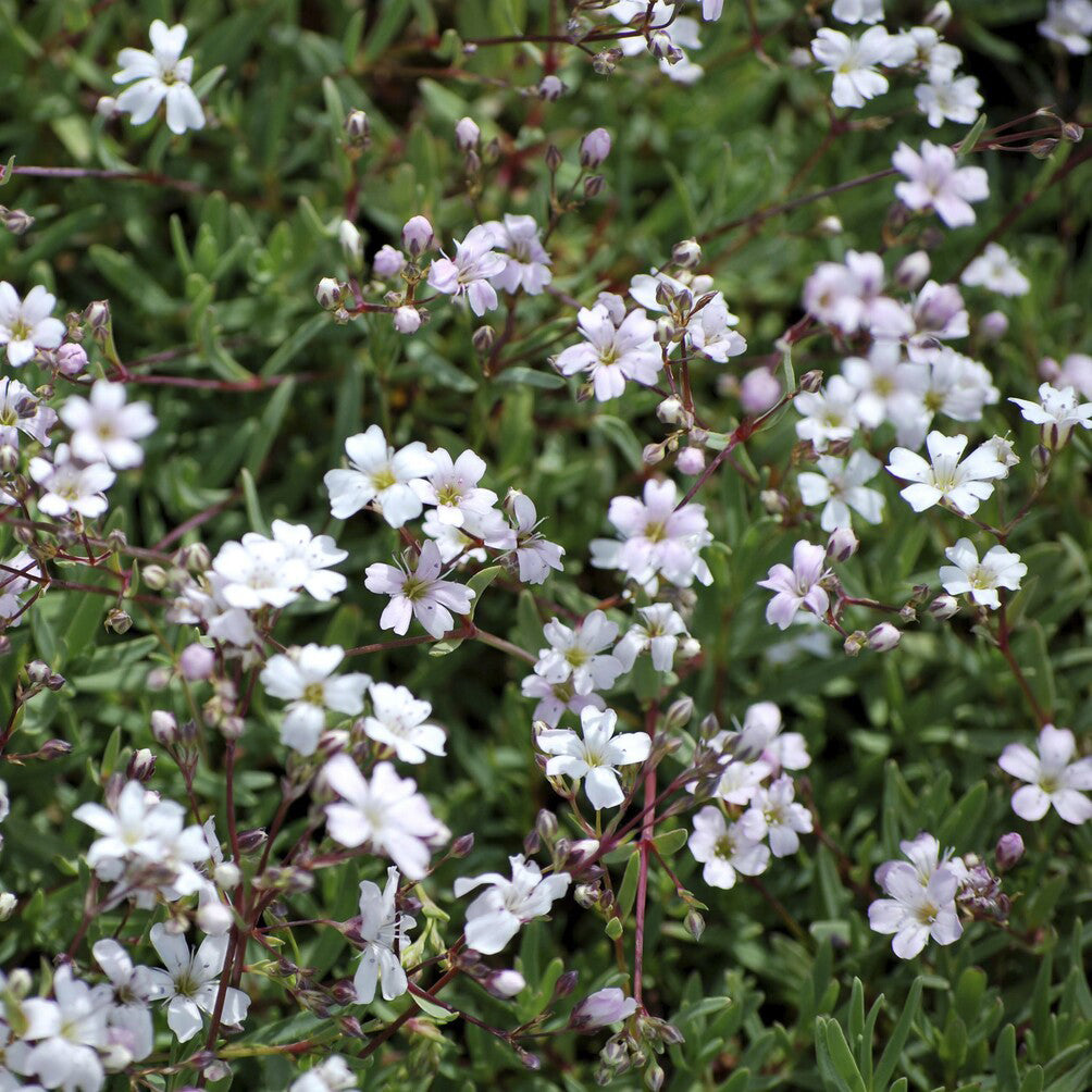 Gipskruid Alba - Bakker