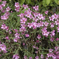 Vaste planten - Gipskruid Rosea (x3) - Gypsophila repens Rosea