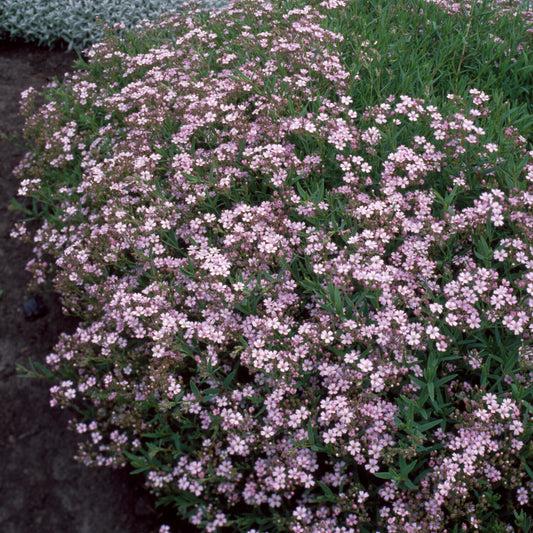 Gipskruid Rosea (x3)