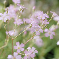 Gypsophila repens Rosea - Gipskruid Rosea (x3) - Vaste planten