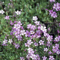 Gipskruid Rosea (x3) - Gypsophila repens Rosea - Bakker