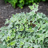 Klimop - Hedera helix Glacier - Bakker