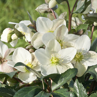 Kerstroos Emma - Helleborus x nigercors Emma - Bakker