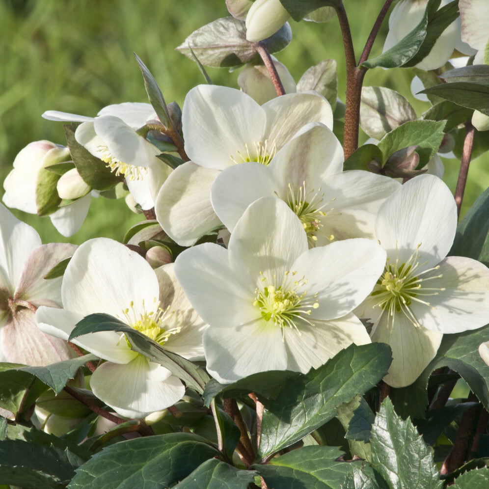 Kerstroos Emma - Helleborus x nigercors Emma - Bakker