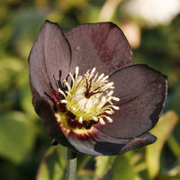 Nieskruid - zwart - Helleborus orientalis Black - Bakker