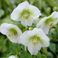 Kerstroos White Lady - Helleborus orientalis White Lady - Bakker