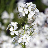 Witte Damastbloem - Hesperis matronalis Alba - Bakker