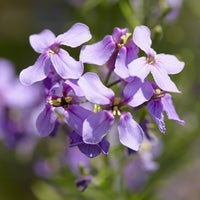 Hesperis matronalis - Damastbloem - 