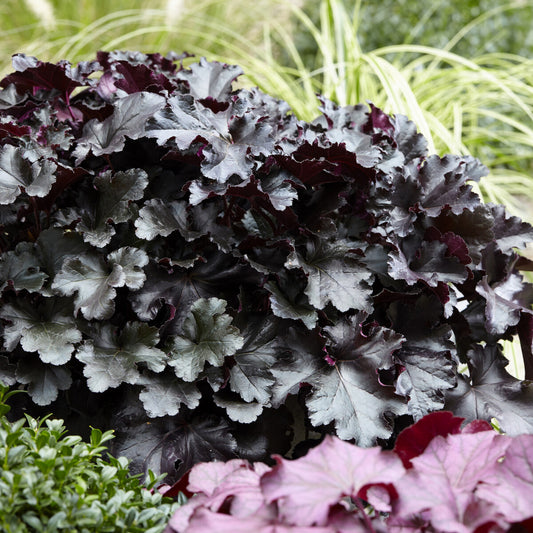 Purperklokje Black Pearl - Bakker