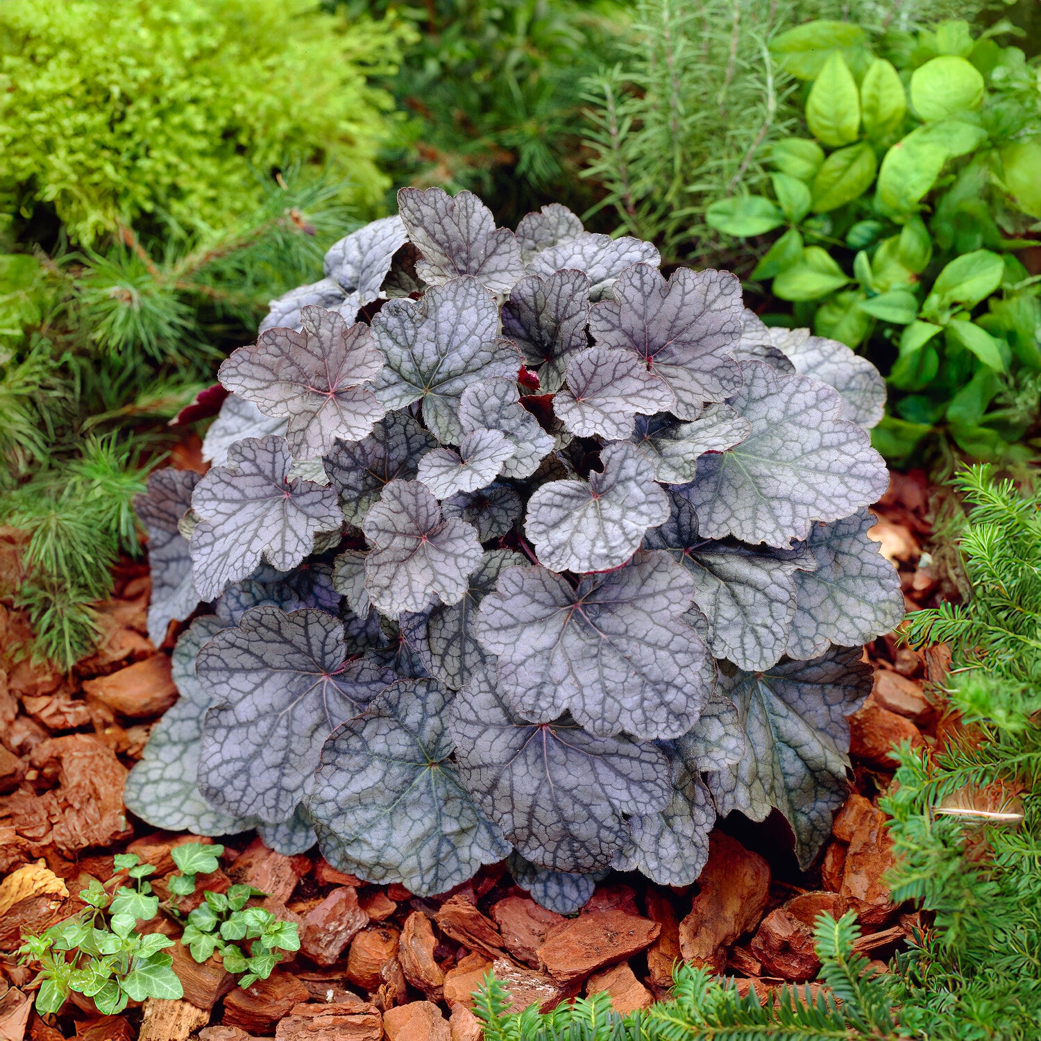 Purperklokje 'Cascade Dawn' - Bakker