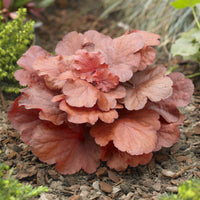 Purperklokje Fire Alarm - Heuchera Fire Alarm - Bakker