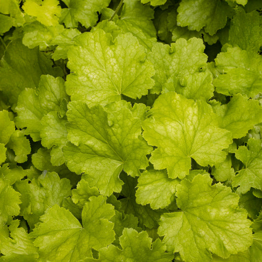 Purperklokje Lemon Love - Bakker