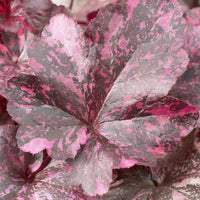 Purperklokje Midnight Rose - Heuchera Midnight Rose - Bakker