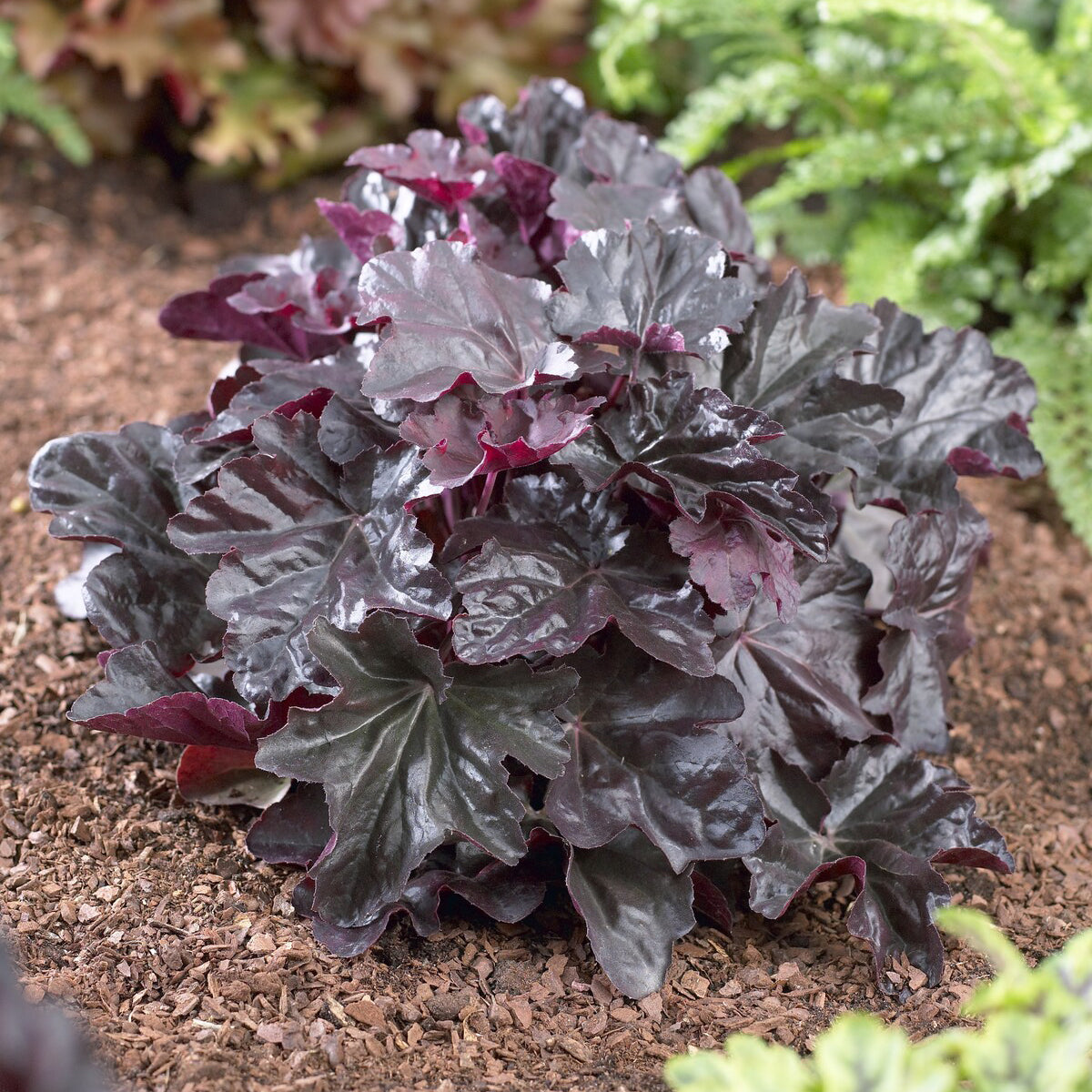 Purperklokje Obsidian - Bakker