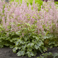 Schuimklokje Tapestry - Heucherella tapestry - Bakker