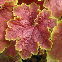 Heuchera Tiramisu - Purperklokje Tiramisu - Heuchera - Purperklokje