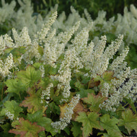 Purperklokje Chantilly - Heuchera villosa chantilly - Bakker
