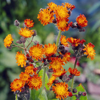 Vaste planten - Havikskruid (x3) - Hieracium aurantiacum
