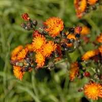 Havikskruid (x3) - Hieracium aurantiacum - Bakker
