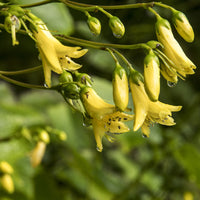 Koreaanse Japanse wasbloem - Kirengeshoma koreana - Bakker
